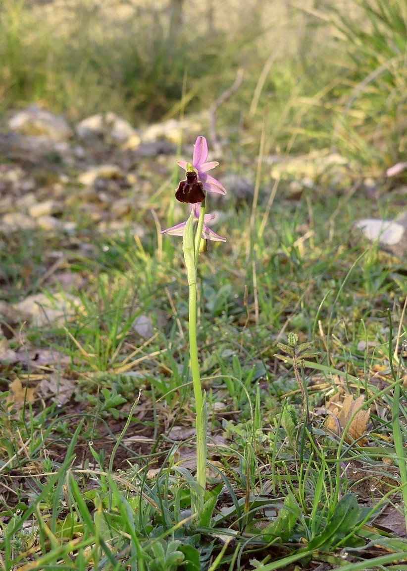 Ophrys exaltata subsp. montis-leonis e forme di variabilit nel Lazio, marzo e aprile 2018